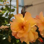 Bukowa Przystan 4*