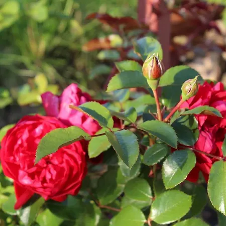 Bukowa Przystan 4* بارلينك