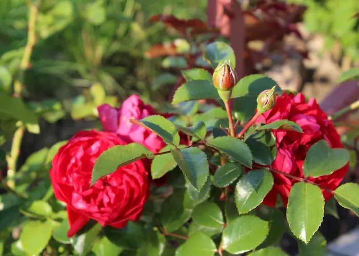 Bukowa Przystan 4* Barlinek